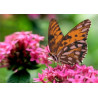 Бабочка на цветке Канва с рисунком для вышивки бисером