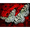  Белые бабочки Раскраска картина по номерам на холсте ZX 21556