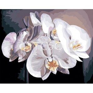Белые орхидеи Раскраска картина по номерам акриловыми красками на холсте Iteso