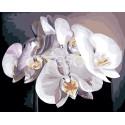 Белые орхидеи Раскраска картина по номерам на холсте Iteso