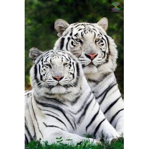Тигры альбиносы Алмазная вышивка мозаика Алмазное Хобби