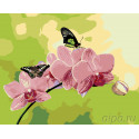 Розовые орхидеи Раскраска по номерам на холсте Живопись по номерам