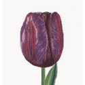 Фиолетовый Тюльпан Триумф Набор для вышивания Thea Gouverneur