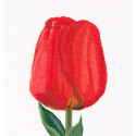 Красный тюльпан Дарвинов гибрид Набор для вышивания Thea Gouverneur