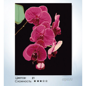  Утонченность орхидеи Раскраска по номерам на холсте Hobbart HB4050065-LITE