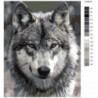 Серый волк Раскраска картина по номерам на холсте