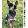 Австралийская пастушья собака 60х80 Раскраска картина по номерам на холсте