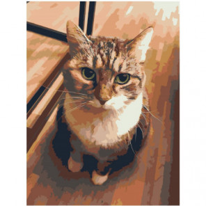 Белогрудый котик Раскраска картина по номерам на холсте