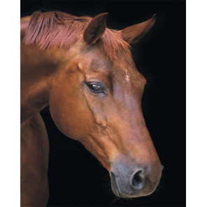Фото холста Лошадь в тишине Алмазная мозаика на подрамнике LG199