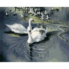 Белые лебеди Раскраска (картина) по номерам акриловыми красками на холсте Iteso