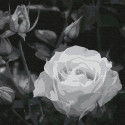 Белая роза Раскраска картина по номерам на холсте