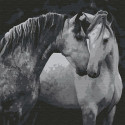 Пара лошадей Раскраска картина по номерам на холсте