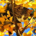 Кот на дереве Алмазная мозаика вышивка на подрамнике Molly
