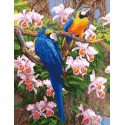 Цветные попугаи 50х65см Раскраска по номерам на холсте Menglei
