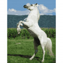 Белый конь Картина по номерам с цветной схемой на холсте