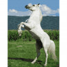  Белый конь Картина по номерам с цветной схемой на холсте KK0616