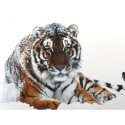 Тигр на снегу Алмазная вышивка (мозаика) Гранни