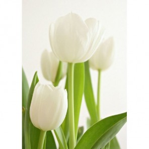 Белые тюльпаны Алмазная вышивка (мозаика) Гранни