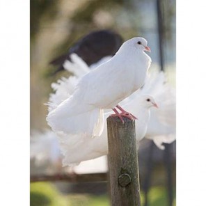Белый голубь Алмазная вышивка (мозаика) Гранни