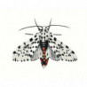 Бабочка леопард 100х125 Раскраска картина по номерам на холсте