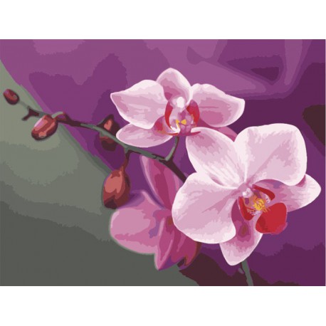 Розовые орхидеи Раскраска (картина) по номерам акриловыми красками на холсте Menglei