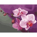 Розовые орхидеи Раскраска (картина) по номерам на холсте Menglei