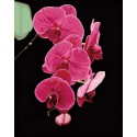 Ветка орхидеи Раскраска по номерам на холсте Color Kit