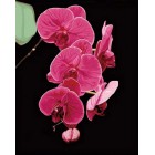 Ветка орхидеи Раскраска по номерам акриловыми красками на холсте Color Kit
