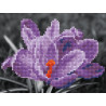  Цветок крокуса Алмазная частичная вышивка (мозаика) Molly KM0933