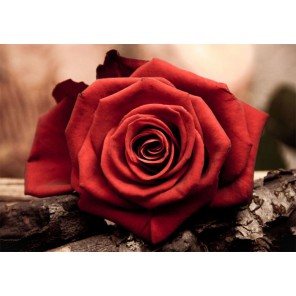 Красная роза Алмазная вышивка (мозаика) Гранни