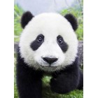 Любопытная панда Алмазная вышивка (мозаика) Гранни