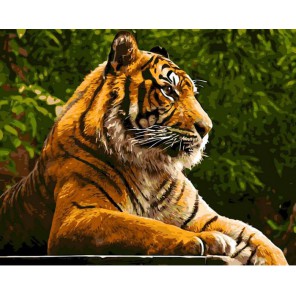 Амурский тигр Раскраска картина по номерам акриловыми красками на холсте Menglei