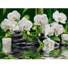 Орхидеи Раскраска картина по номерам акриловыми красками на холсте | Картина по цифрам купить