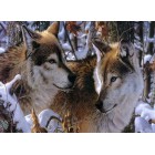 Волки в зимнем лесу Набор для частичной вышивки бисером Color Kit