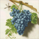 Виноградная гроздь Канва с рисунком для вышивки бисером Конек