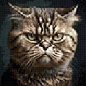Суровый котик Алмазная вышивка мозаика Гранни