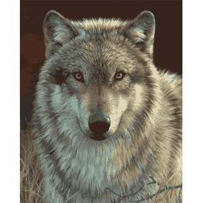 Серый волк 21678 Раскраска по номерам акриловыми красками Plaid