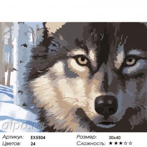 Взгляд волка Раскраска картина по номерам на холсте