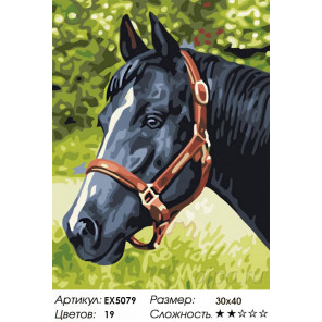 Количество цветов и сложность Черный конь Раскраска картина по номерам акриловыми красками на холсте Menglei Z-EX5079