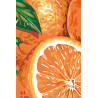  Апельсиновый аромат Раскраска по номерам на холсте Живопись по номерам D019