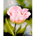 Нежный тюльпан Раскраска по номерам на холсте Iteso