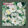 В рамке Белые полевые цветы Алмазная вышивка мозаика АЖ-1195