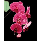 Таинственная орхидея Раскраска по номерам акриловыми красками на холсте Iteso